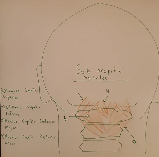 location of the suboccipital muscles in the back of the neck